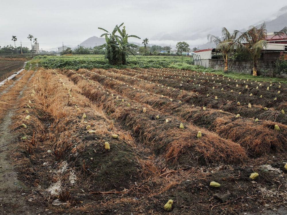 pixabay.com/chokeberry