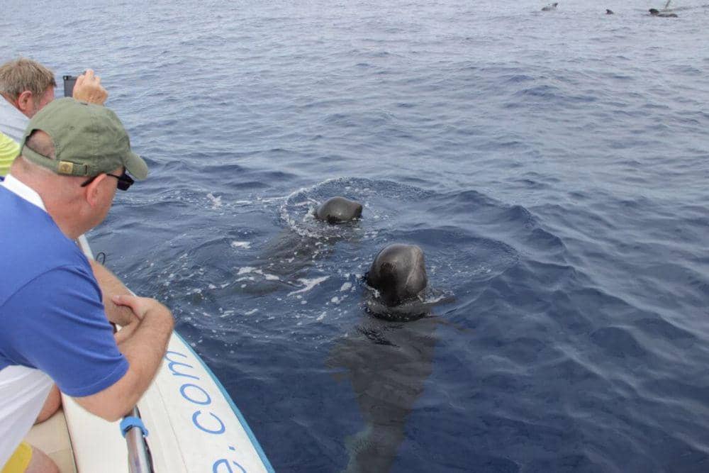 atlanticecoexperience.com