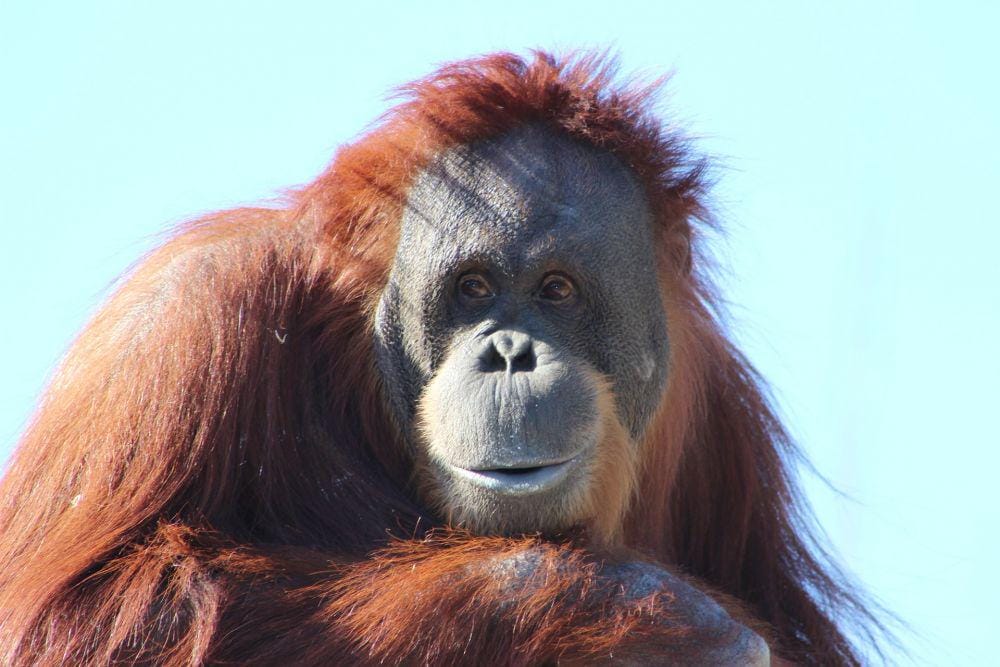 https://pixabay.com/id/photos/orangutan-kera-alam-orang-utan-481008/