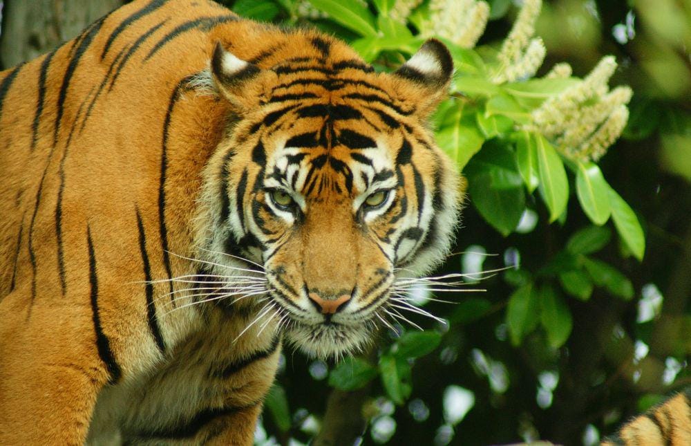 ilustrasi harimau sumatera (pixabay.com)
