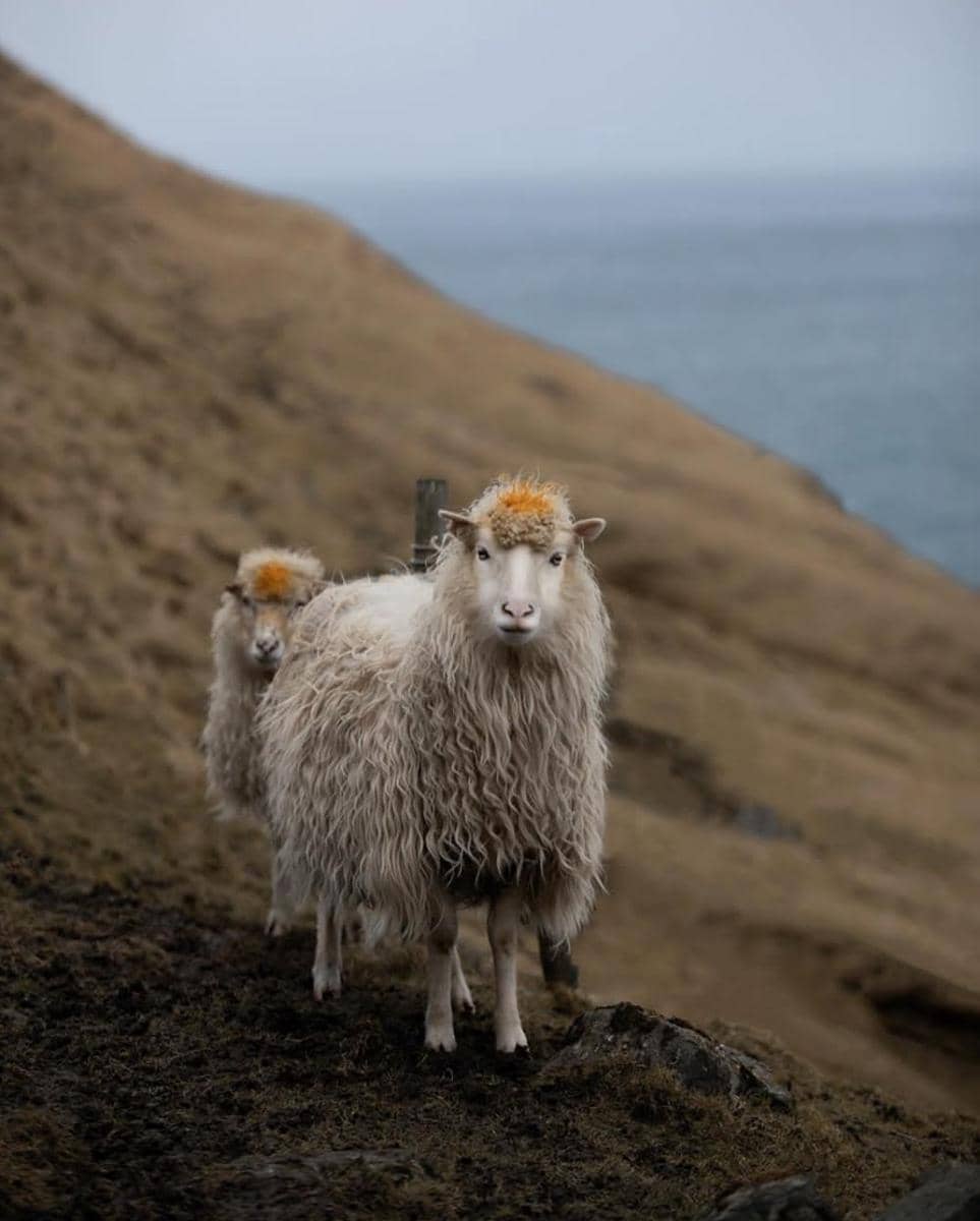 Instagram.com/franmart_