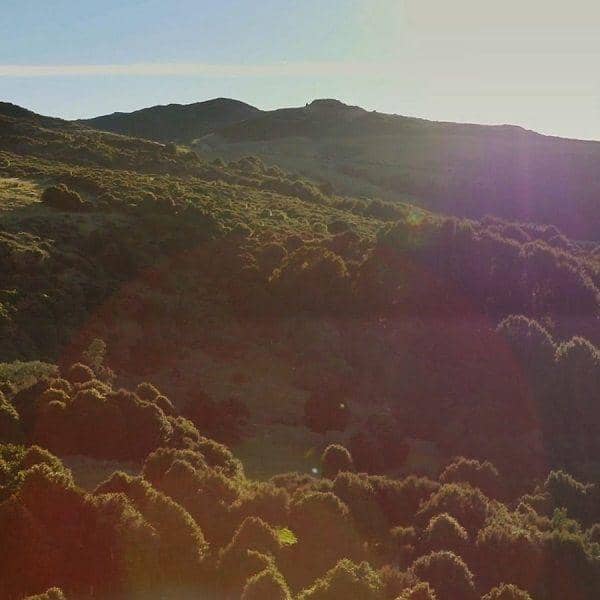 twitter.com/FlyAirNZ