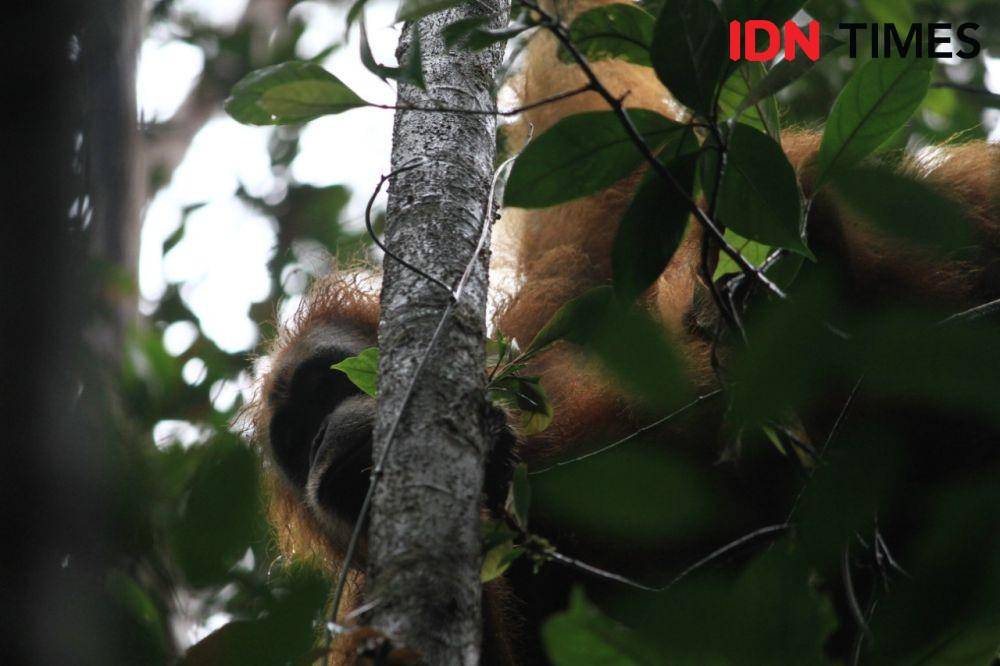 IDN Times/Prayugo Utomo