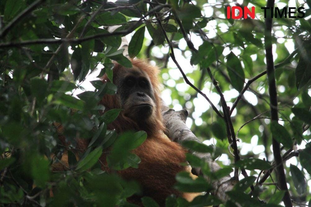 Orangutan Tapanuli (Pongo Tapanuliensis) (IDN Times/Prayugo Utomo)