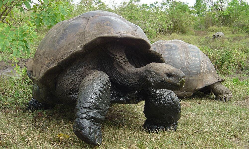 galapagosconservation.org.uk
