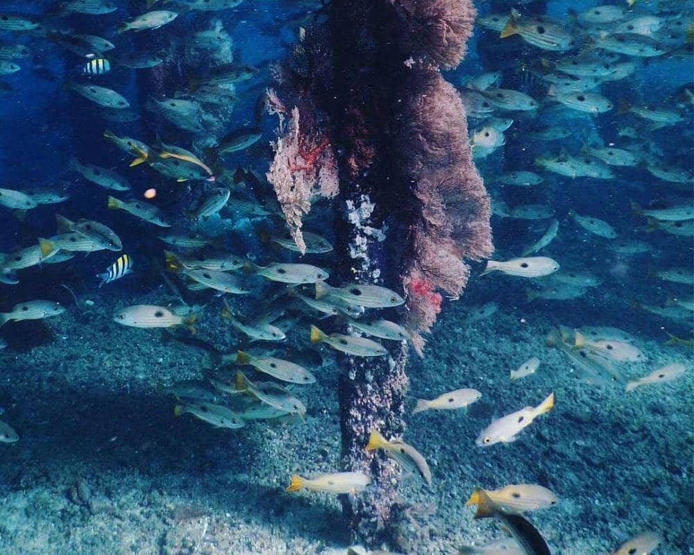 Instagram/pikniknusantara