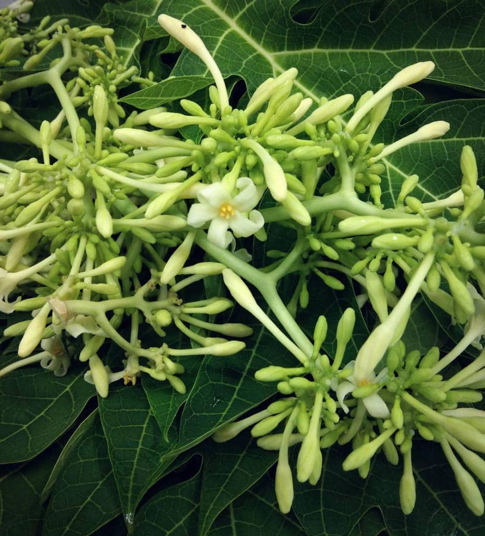 Instagram.com/narjayaningayu_maharani