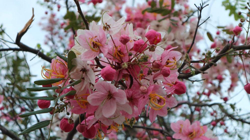 Dok.Pribadi/Fadila Suryandika