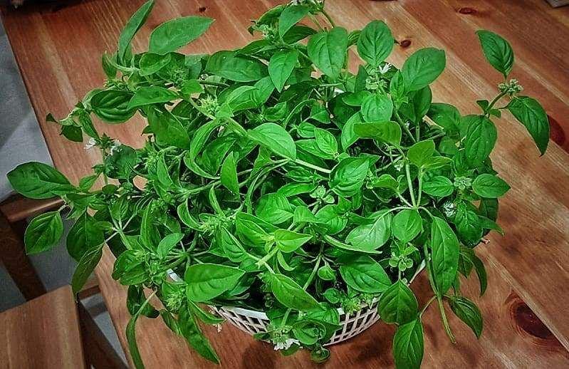 Instagram.com/cioseeskitchen