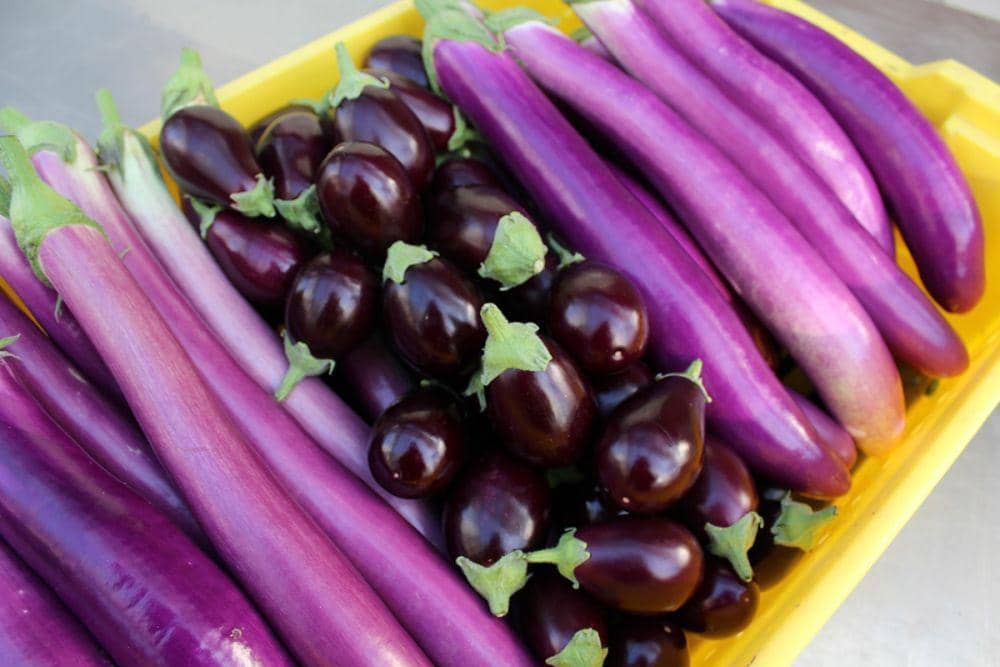 feedingdiversity.vinelandresearch.com