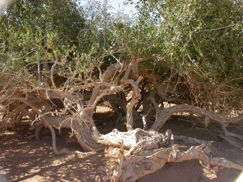 africanplants.senckenberg.de