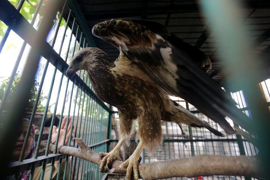 (Seekor satwa langka dan dilindungi elang laut dada putih (Haliaeetus leucogaster) berada di kandang rehabilitasi Balai Konservasi Sumber Daya Alam (BKSDA) Aceh) ANTARA FOTO/Irwansyah Putra