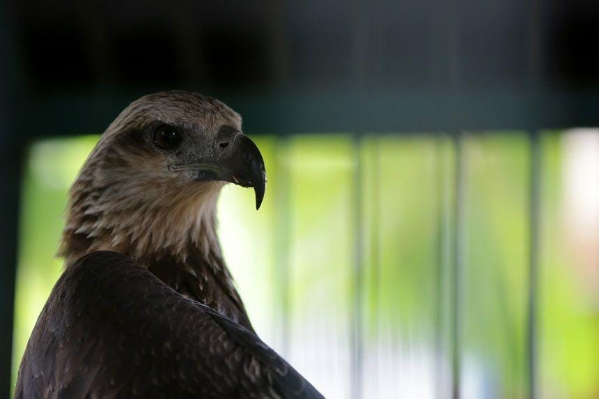 (Seekor satwa langka dan dilindungi elang laut dada putih (Haliaeetus leucogaster) berada di kandang rehabilitasi Balai Konservasi Sumber Daya Alam (BKSDA) Aceh) ANTARA FOTO/Irwansyah Putra