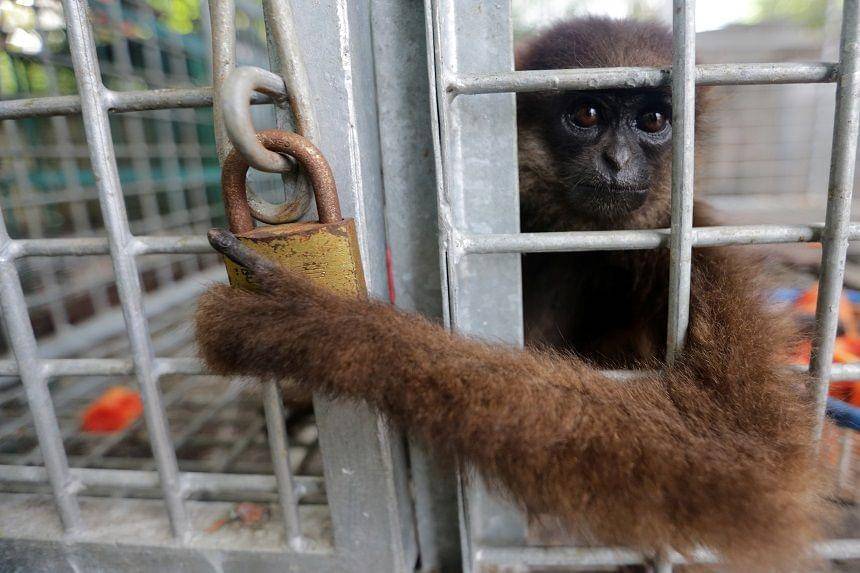 ANTARA FOTO/Irwansyah Putra