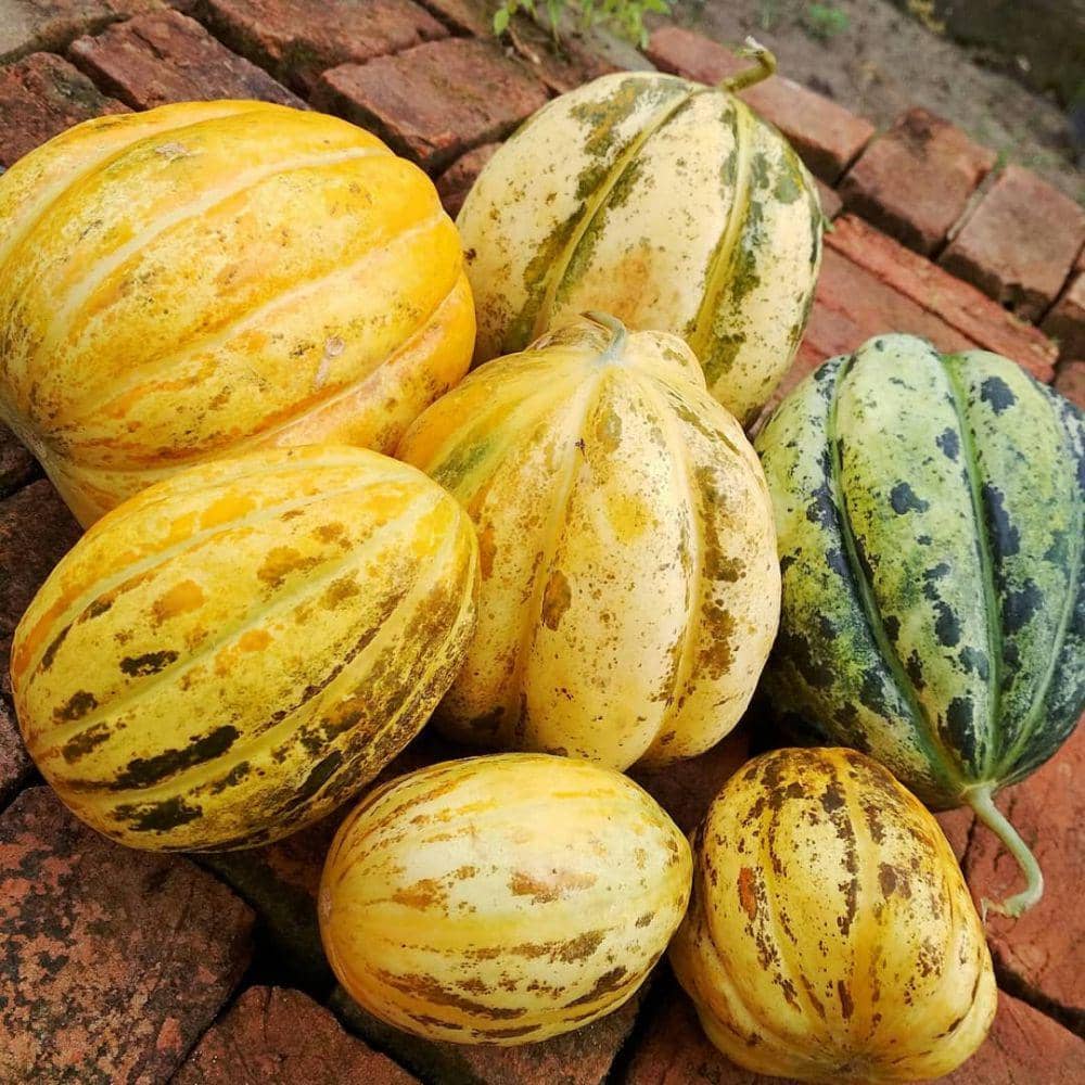 instagram.com/ajoe_chan