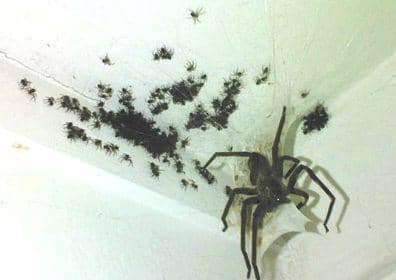 columbiapestcontrol.com