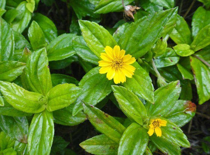 calphotos.berkeley.edu