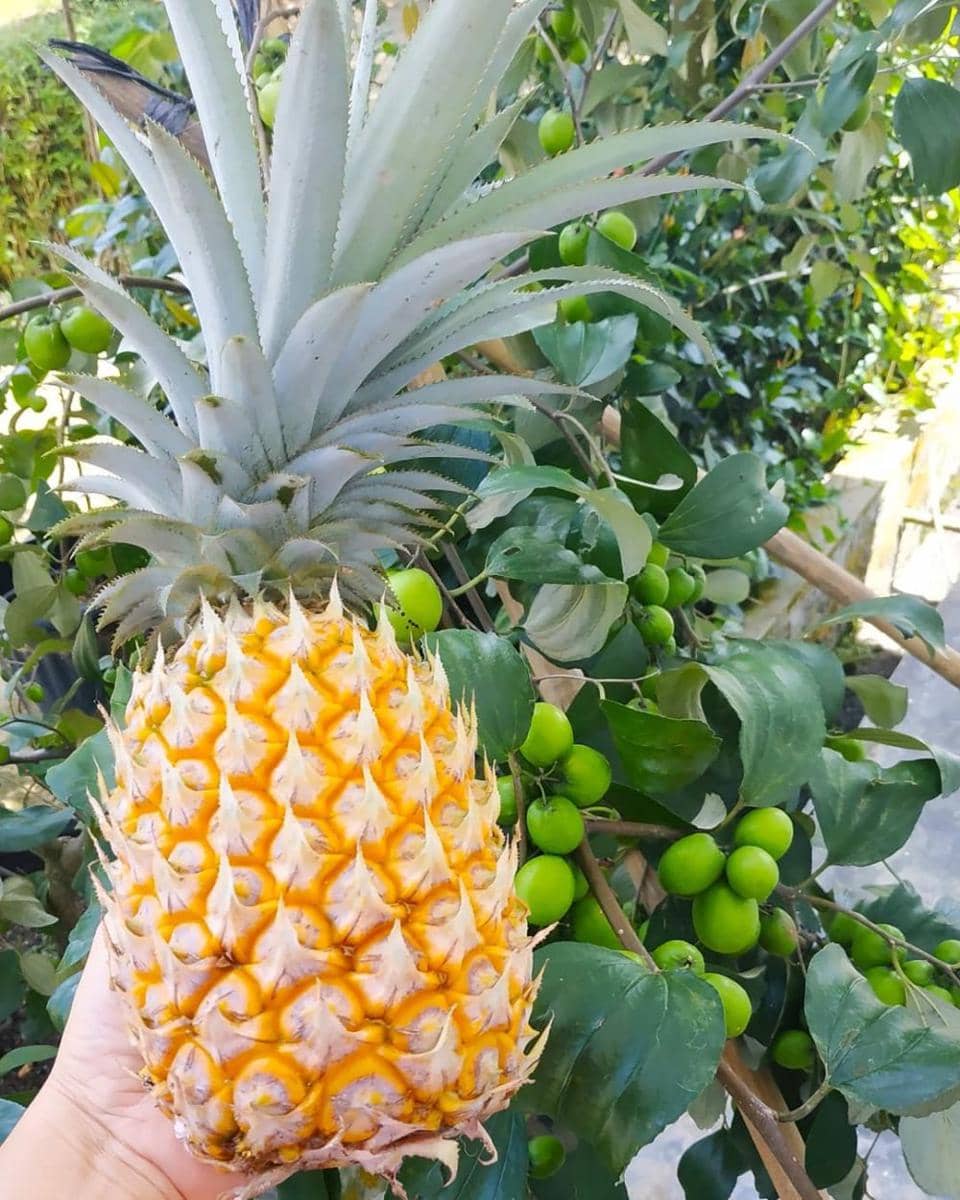 instagram.com/evisdewi