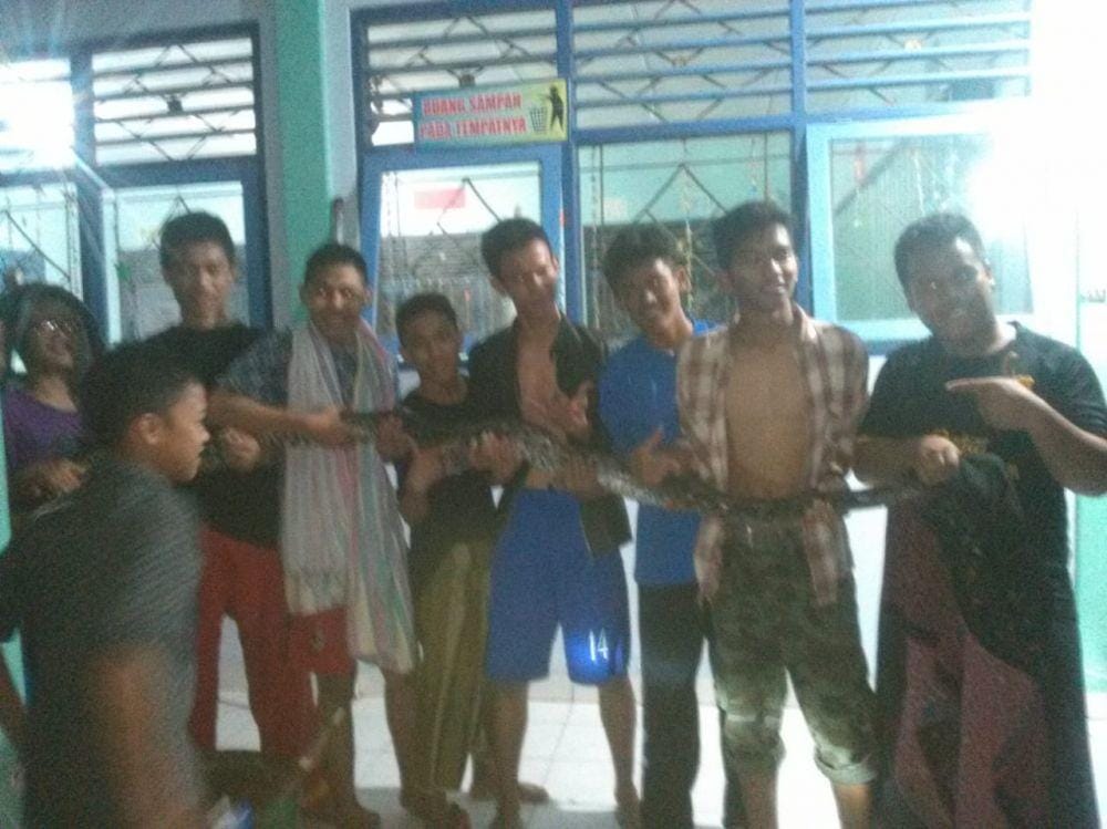 Ilustrasi warga tangkap ular piton. IDN Times/Istimewa