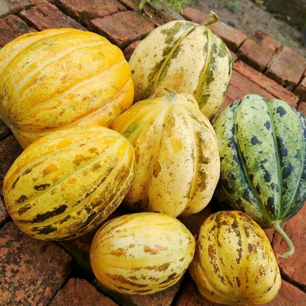 Instagram.com/ajoe_chan