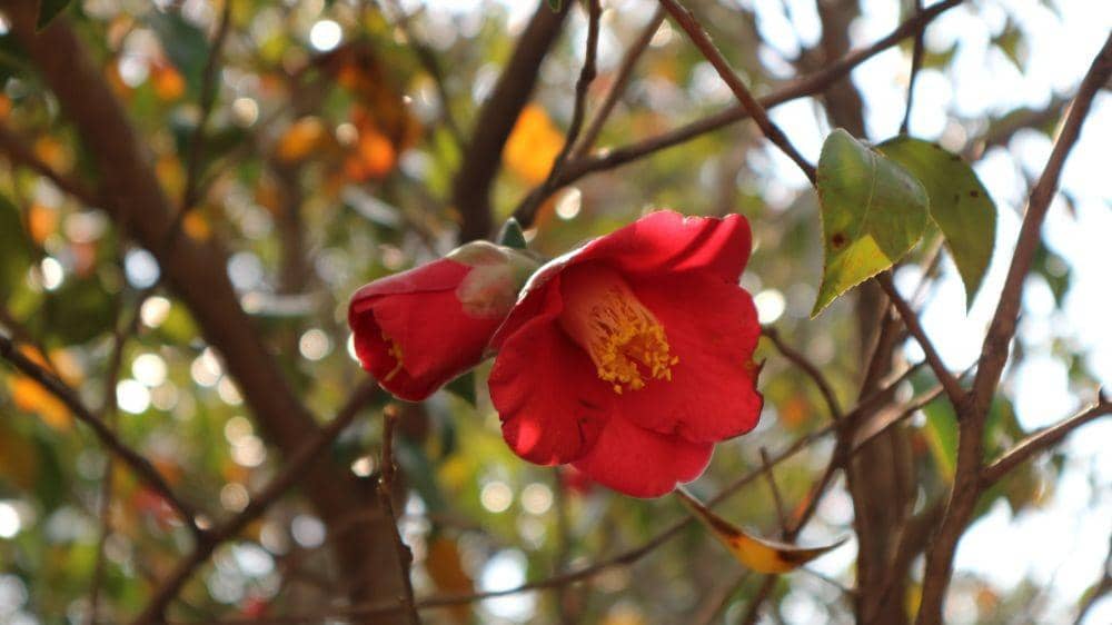 IDN Times/Anastasia Desire