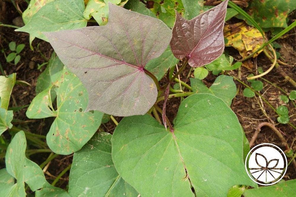 instagram.com/ajuma.official