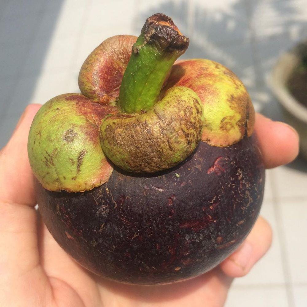 instagram.com/_passionforfruit_