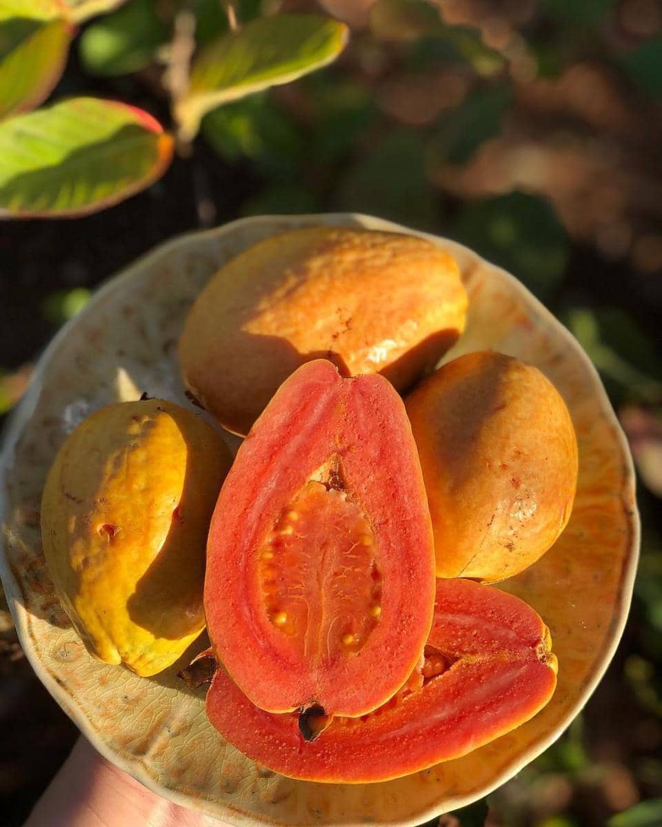 instagram.com/harmonygardens_az