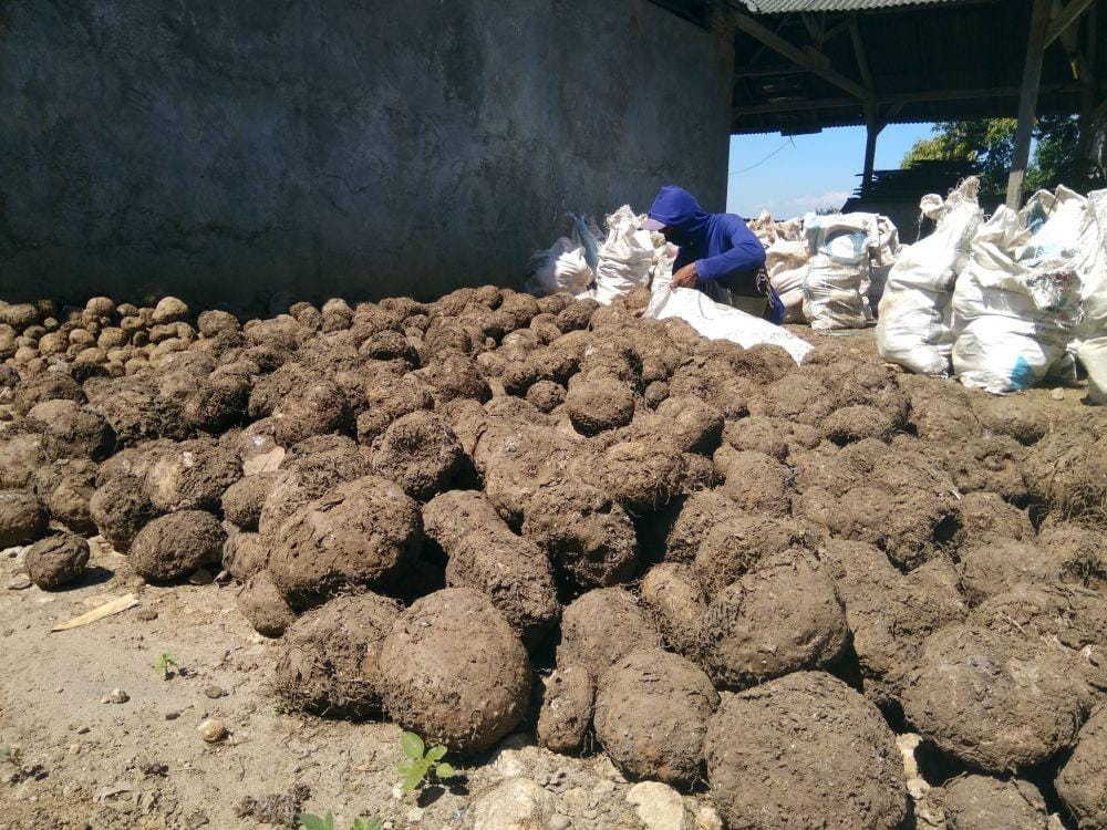 IDN Times/Nofika Dian Nugroho