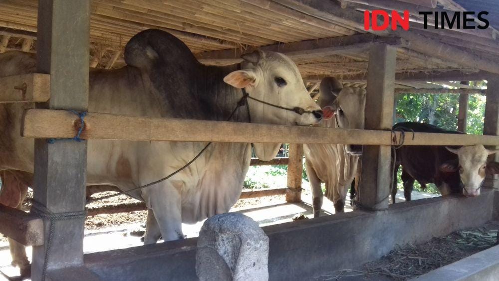 IDN Times/Daruwaskita