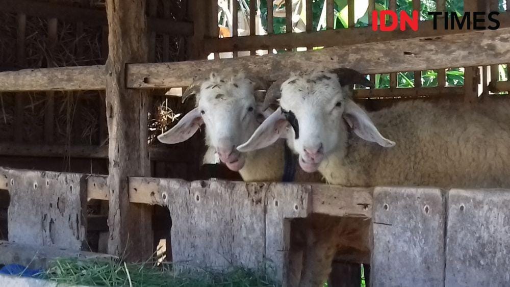 IDN Times/Daruwaskita