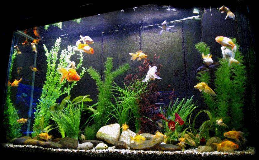 aquariumfiltersetup.com