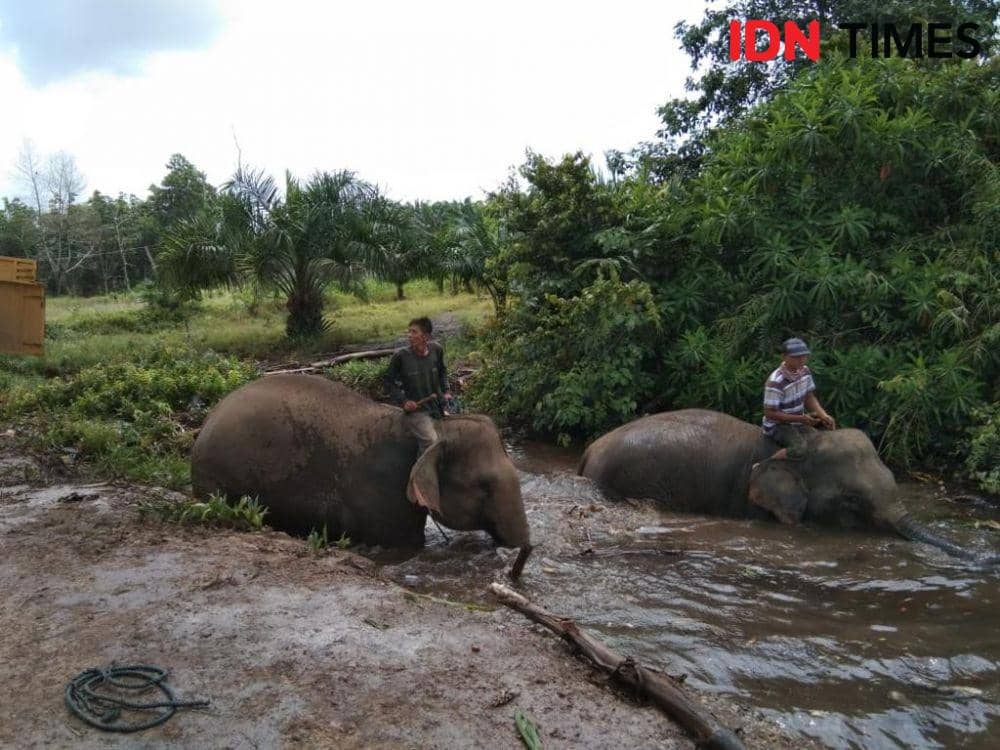 Dok.IDN Times/Istimewa