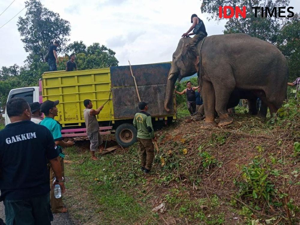 Dok.IDN Times/Istimewa