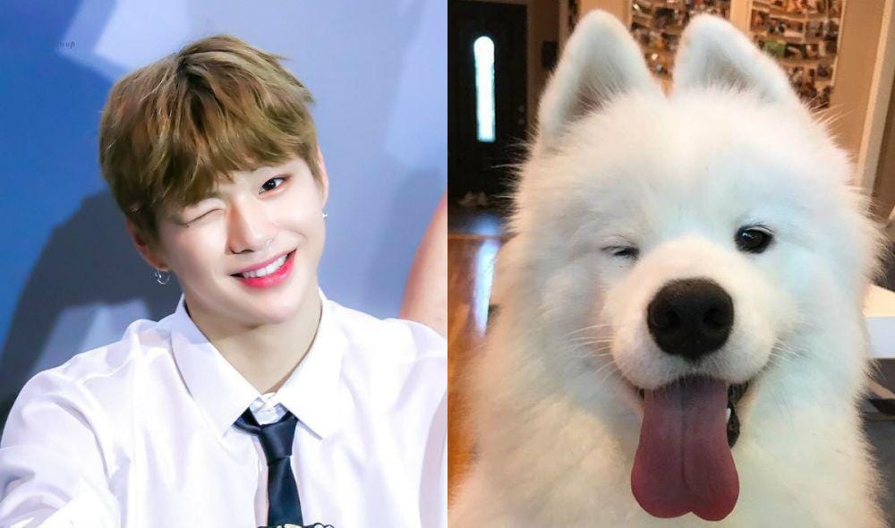 Twitter.com/DANtheSamoyed