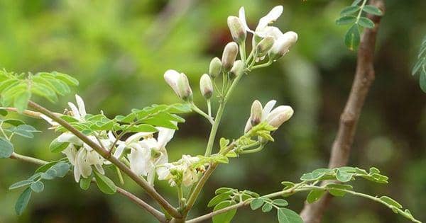 pixabay.com/users/dialloyaayaa