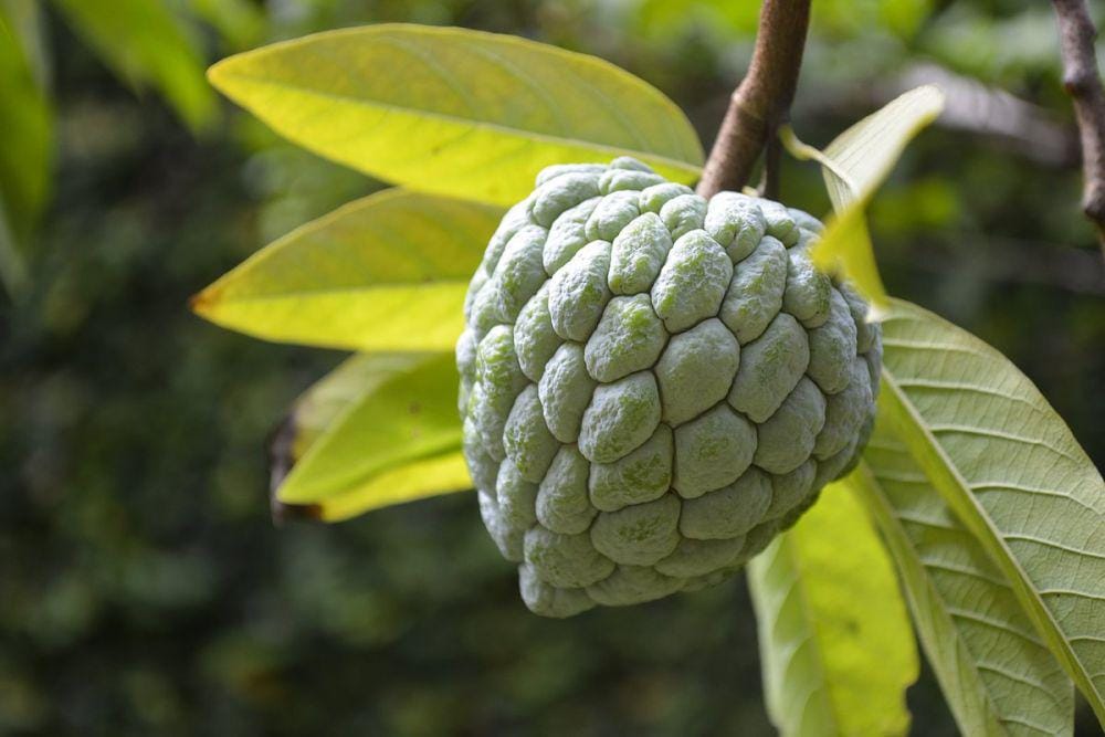 Twitter/nikonclubjawatengah