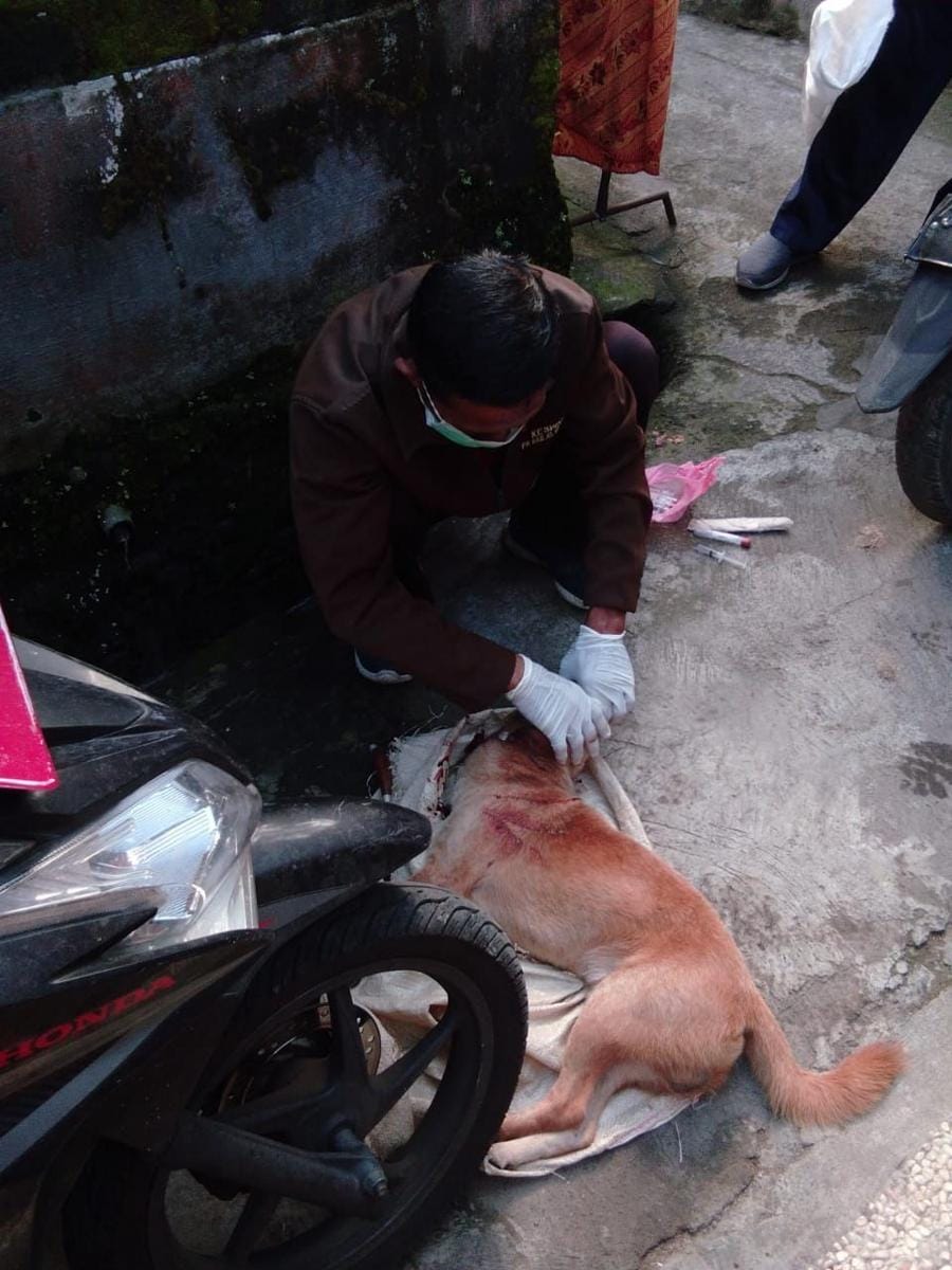 Foto Ilustrasi. Anjing Rabies (Dok.IDN Times/Istimewa)
