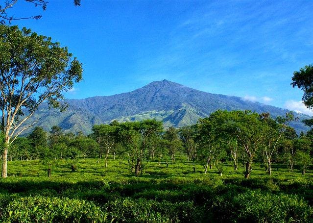 Ilustrasi Gunung Arjuno/flickr/Dell ConzTanTine