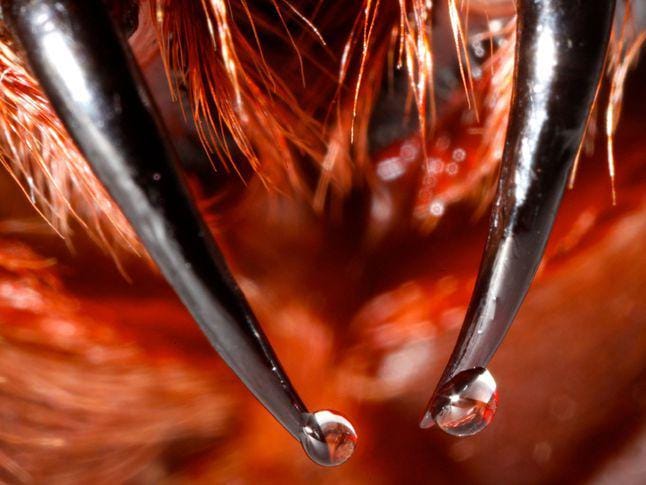 nationalgeographic.org