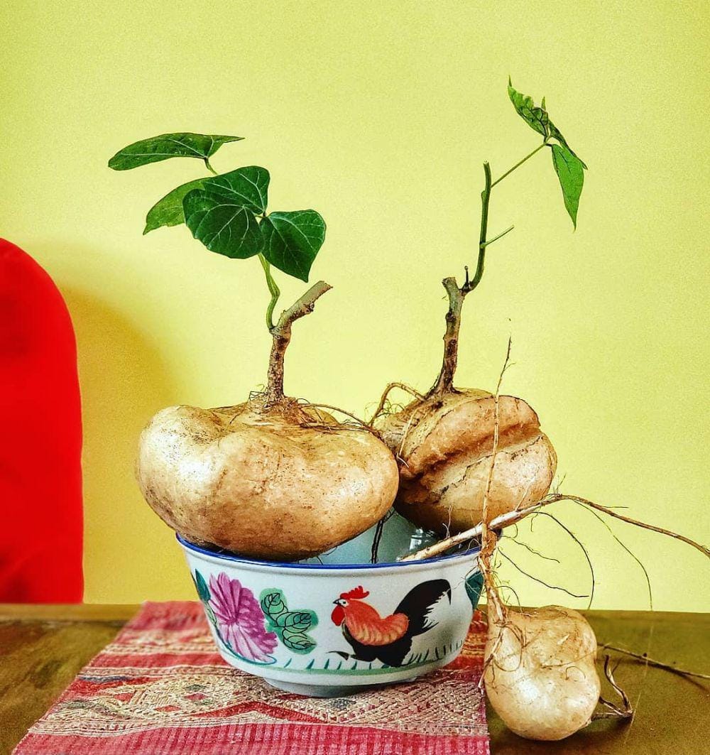 instagram.com/kanleeyumyum