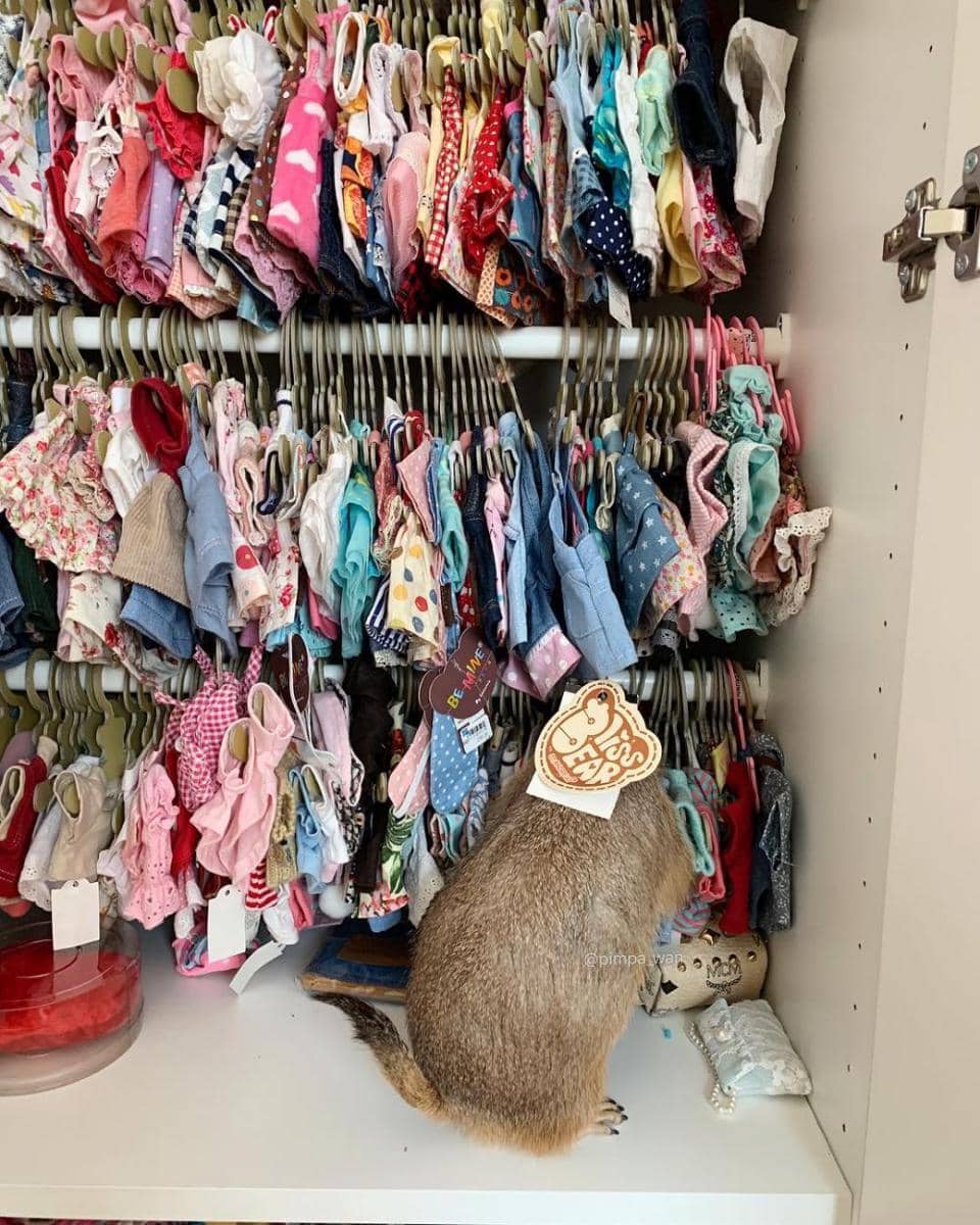 instagram.com/pimpa_wan