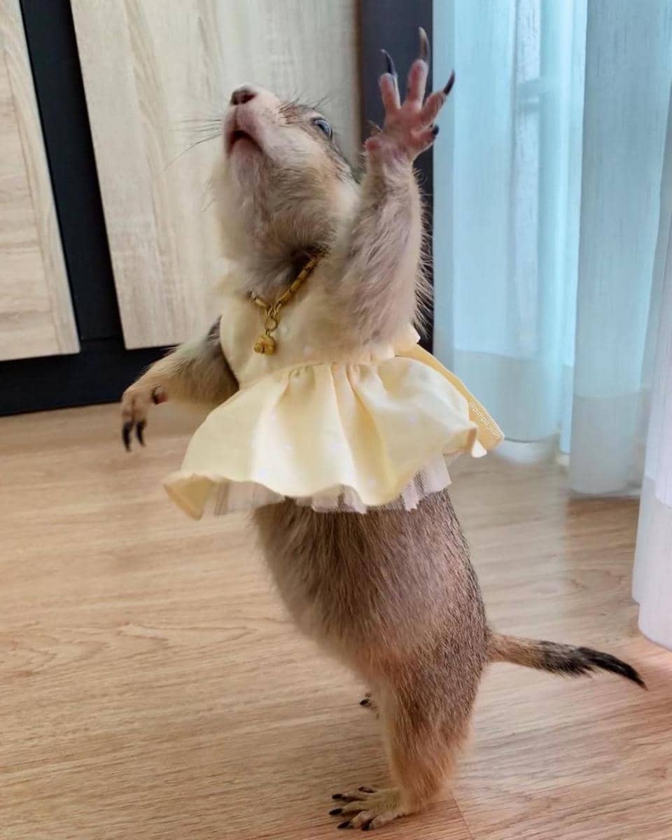 instagram.com/pimpa_wan