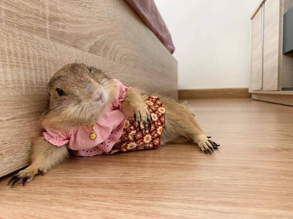 instagram.com/pimpa_wan