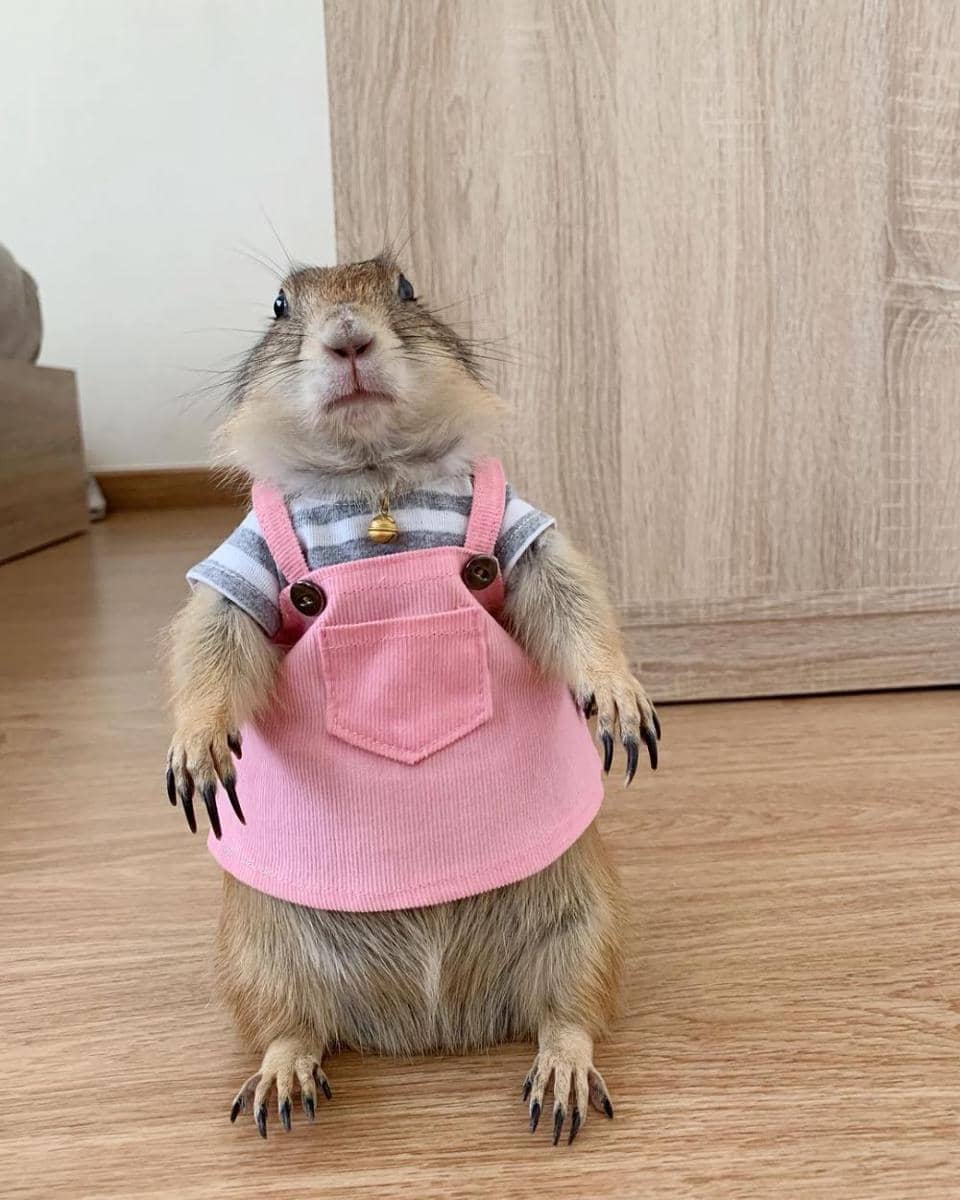 instagram.com/pimpa_wan