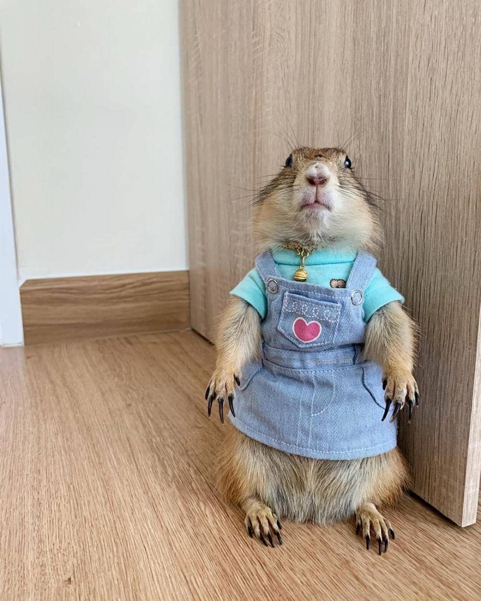 instagram.com/pimpa_wan