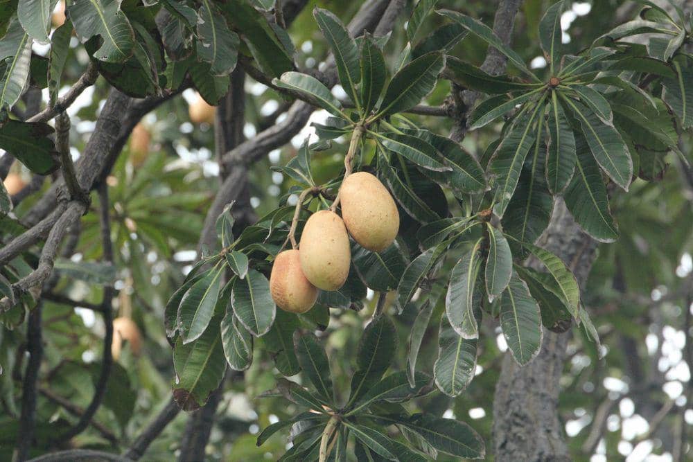 goodnewsfromindonesia.id