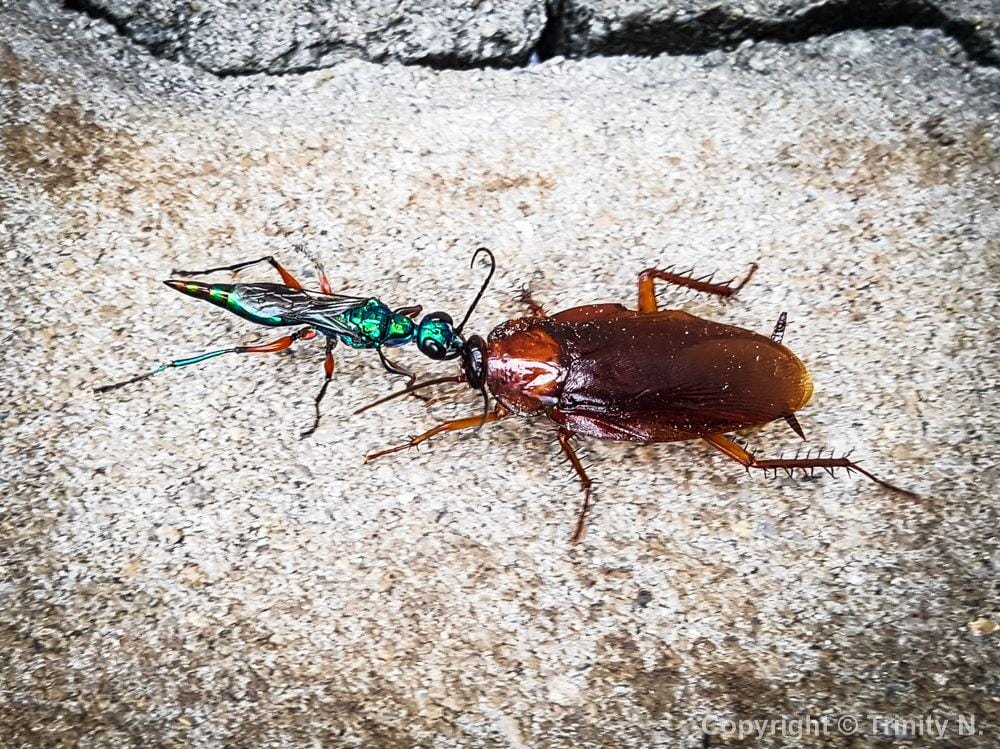 alittledozeofme.blogspot.com