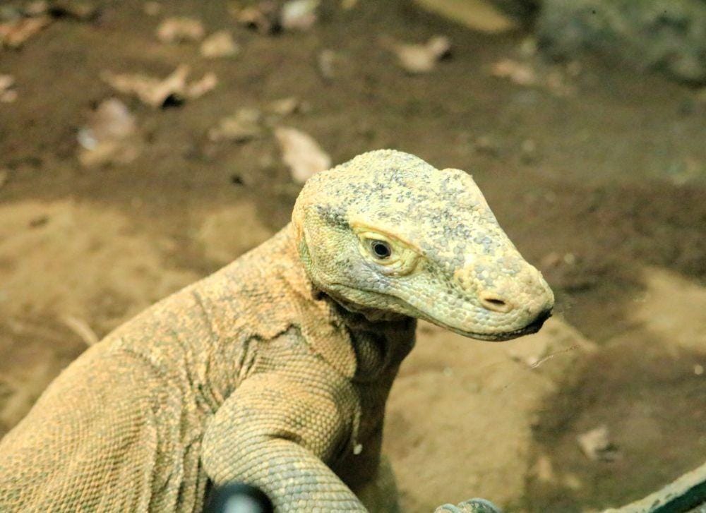 IDN Times/ Alfi Ramadana