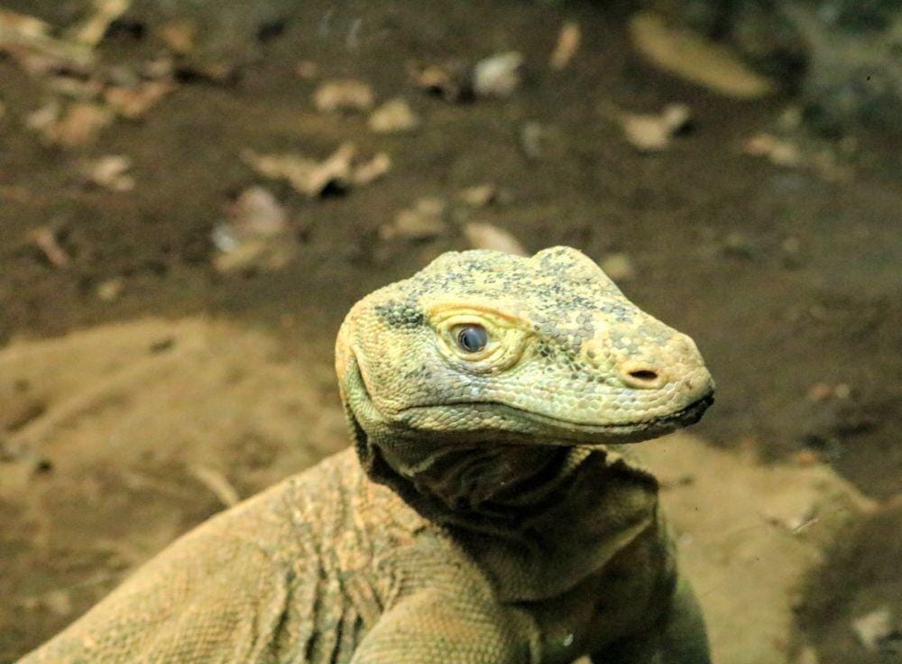 IDN Times/ Alfi Ramadana